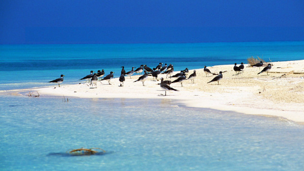 Farasan Island